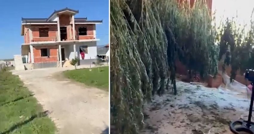 Video Zbulohet shtëpia me kanabis dhe municion luftarak në Krujë