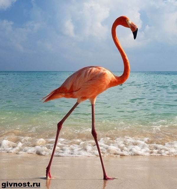 E mahnitshme, ja se si flamingot ushqejnë të voglën e tyre (Video) - Gazeta  Si
