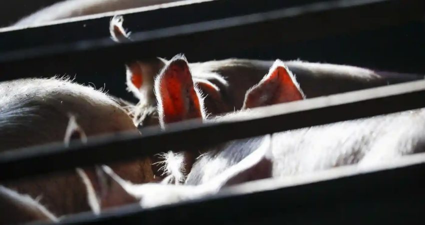 Foto ilustruese-Derra në fermë. Marrë nga The guardian. 24.04.2022