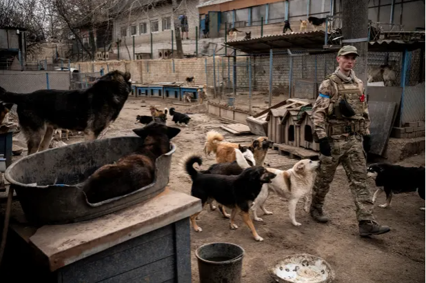 Vullnetarë duke shpëtuar kafshët në Ukrainë.