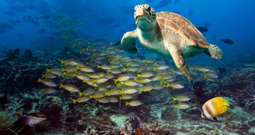 Fotografi ilustruese e një breshke uji.