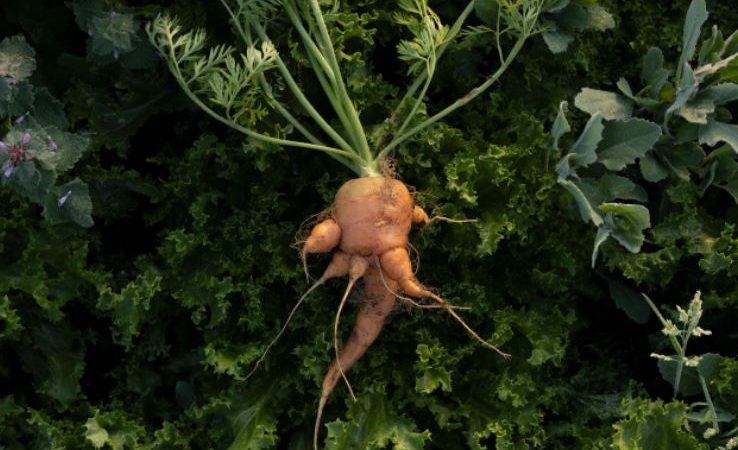 Një produkt i ditëve të sotme, me pamje aspak normale