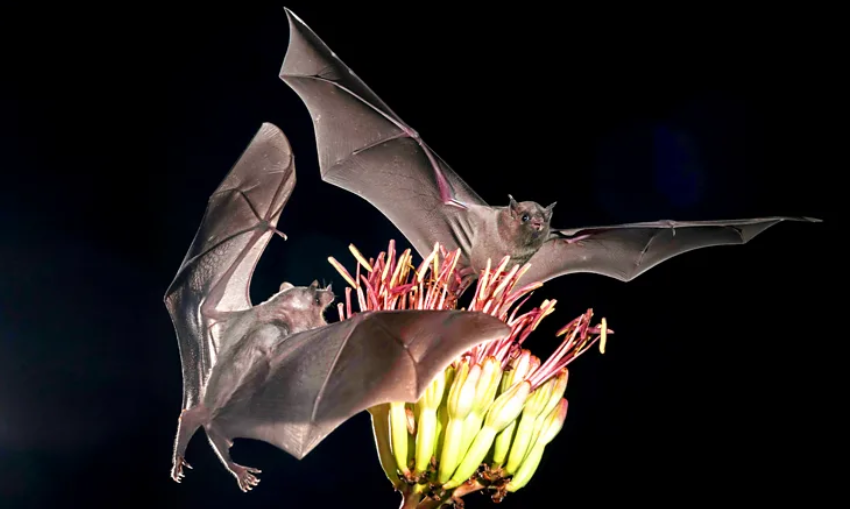 Pa lakuriqë nate, nuk ka tekila…